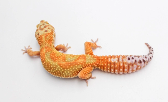 豹紋守宮成體 豹紋守宮成體