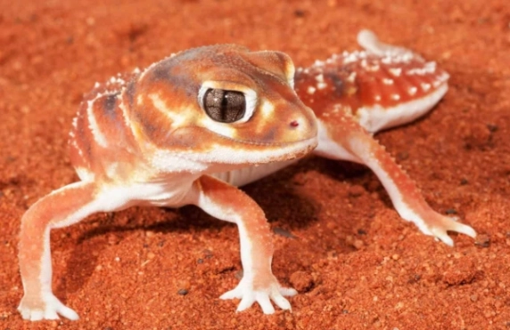 守宮 喉嚨 一直 動