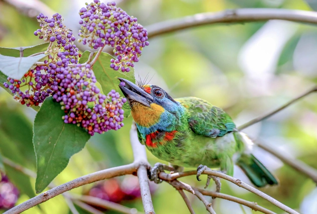 五色鳥 哪裡看 五色鳥 哪裡看