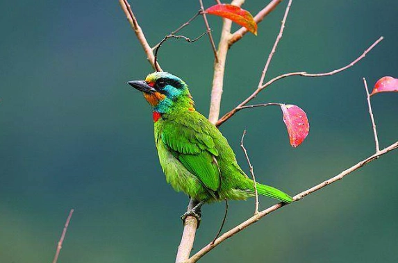 五色鳥叫聲 五色鳥叫聲