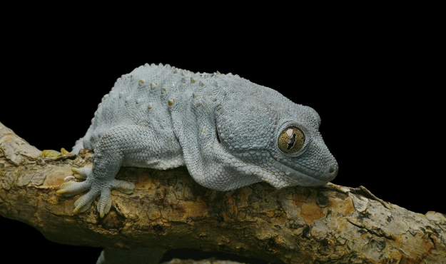巨人守宮原產國 巨人守宮原產國