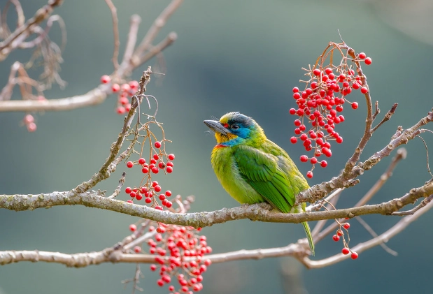 五色鳥觀察地點
