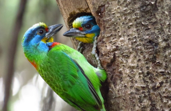 台灣五色鳥觀察 台灣五色鳥觀察
