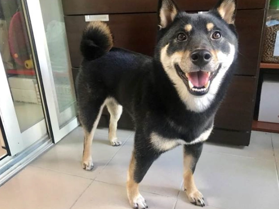 黑柴犬饲养技巧 黑柴犬饲养技巧