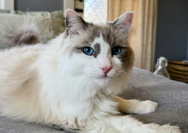 貓咪攻擊行為 貓咪攻擊行為