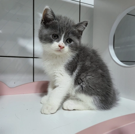 賓士貓個性 賓士貓個性