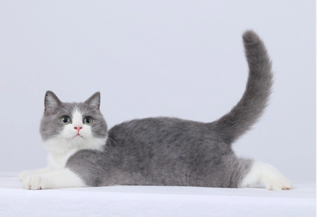 賓士貓顏色遺傳