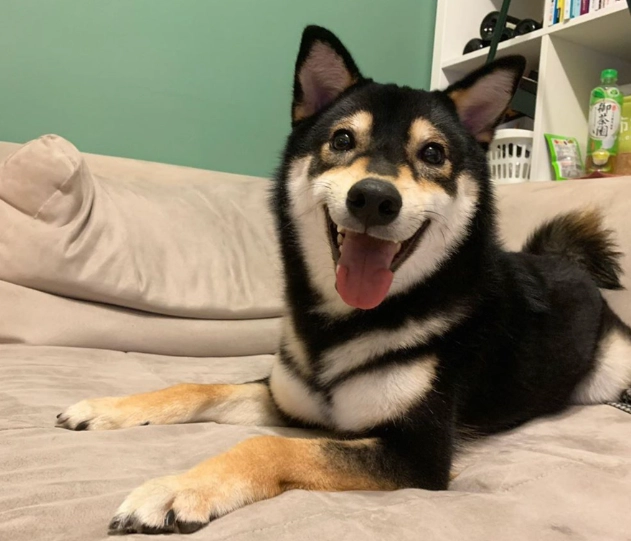 領養 黑色柴犬 注意事項 領養 黑色柴犬 注意事項