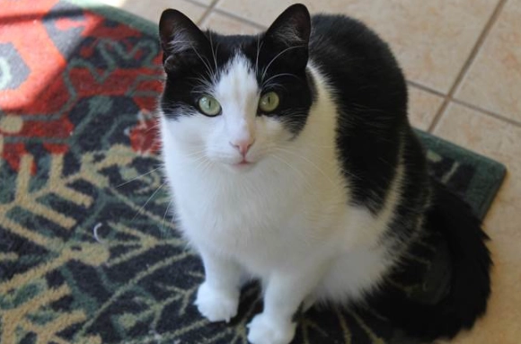 賓士貓公母分辨 賓士貓公母分辨