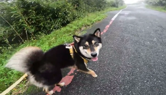 黑柴犬性格 黑柴犬性格