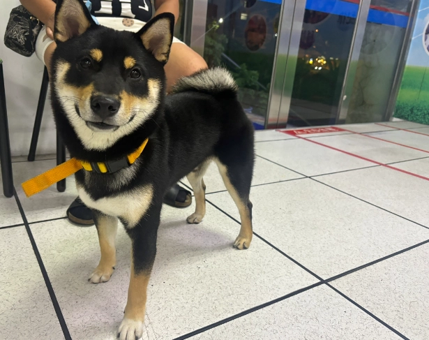 黑柴犬个性分析 黑柴犬个性分析