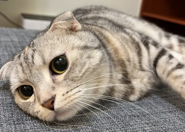 貓咪攻擊行為 貓咪攻擊行為