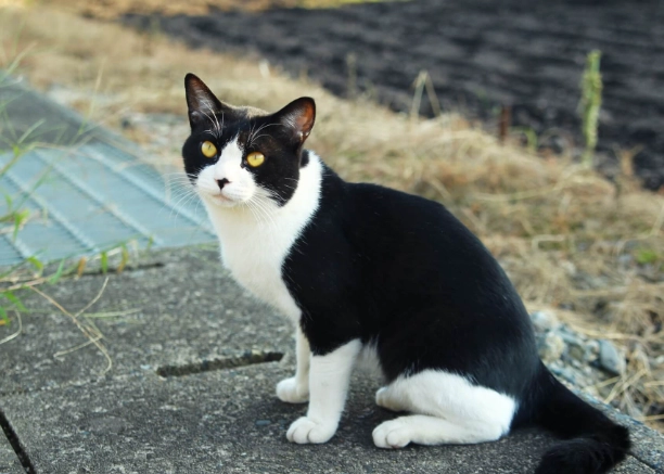 賓士貓飼養 賓士貓飼養