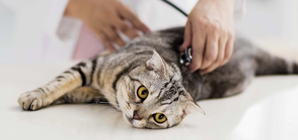 公貓結紮費用 公貓結紮費用