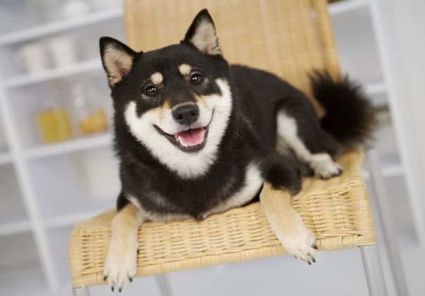 柴犬 領養 台北 柴犬 領養 台北