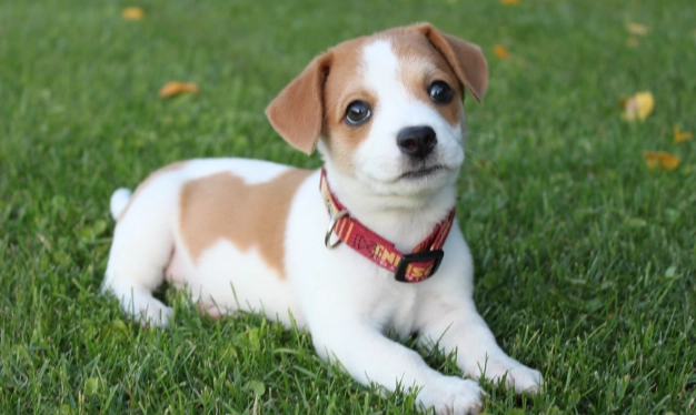 蜜棗對狗安全嗎