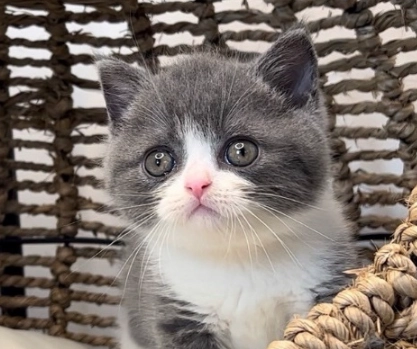 賓士貓飼養 賓士貓飼養