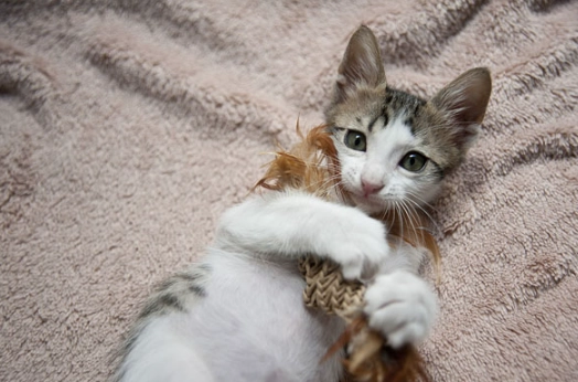 免拆線結紮恢復期 免拆線結紮恢復期