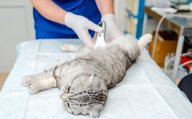 公貓結紮費用 公貓結紮費用