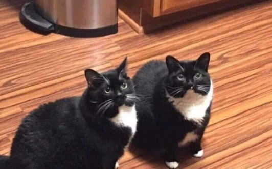 貓咪性別判斷 貓咪性別判斷