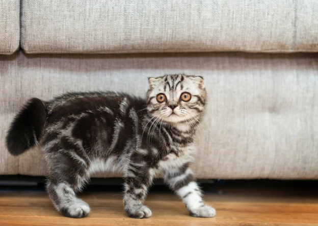 貓咪亂尿原因 貓咪亂尿原因