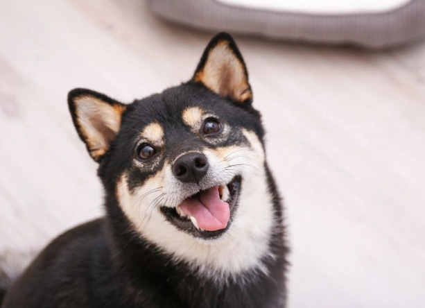 領養 黑色柴犬 注意事項 領養 黑色柴犬 注意事項