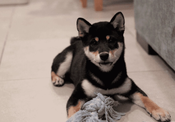 柴犬 領養 台北 柴犬 領養 台北