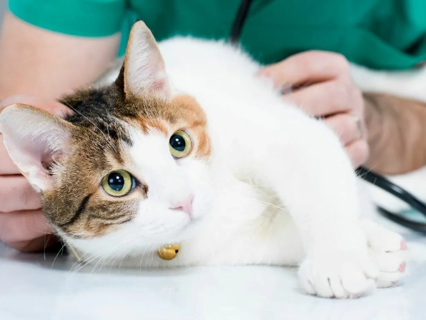 免拆線結紮恢復期 免拆線結紮恢復期