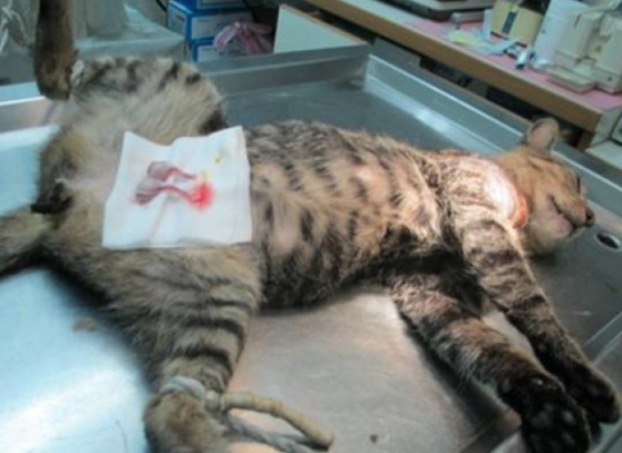 公貓結紮費用 公貓結紮費用