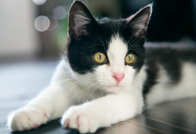 賓士貓飼養 賓士貓飼養