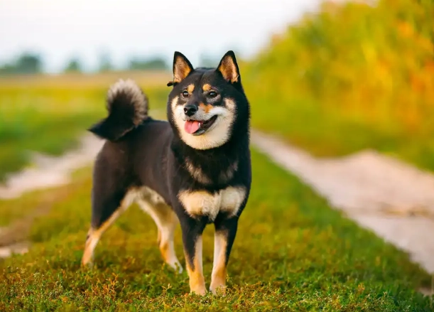黑色柴犬 領養 黑色柴犬 領養