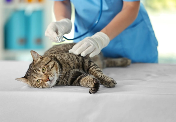 免拆線結紮恢復期 免拆線結紮恢復期