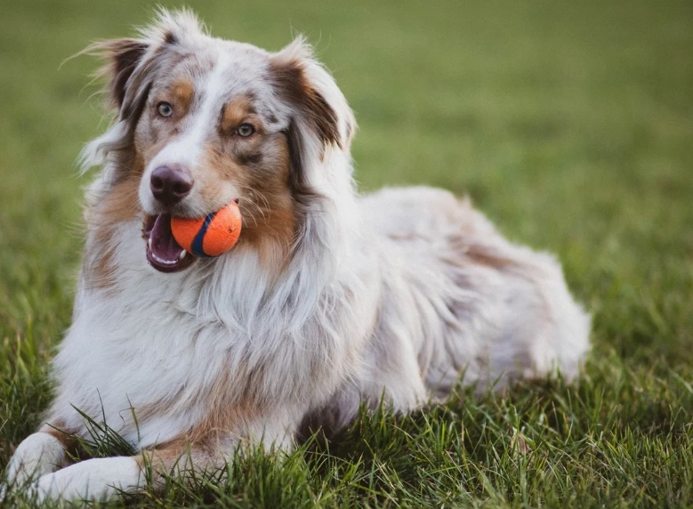 邊境牧羊犬優缺點