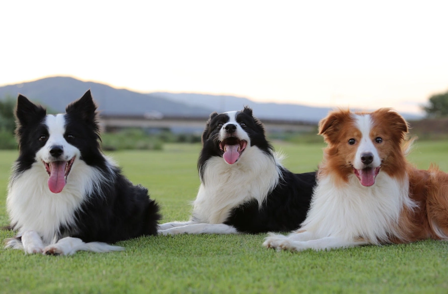 邊境牧羊犬好養嗎