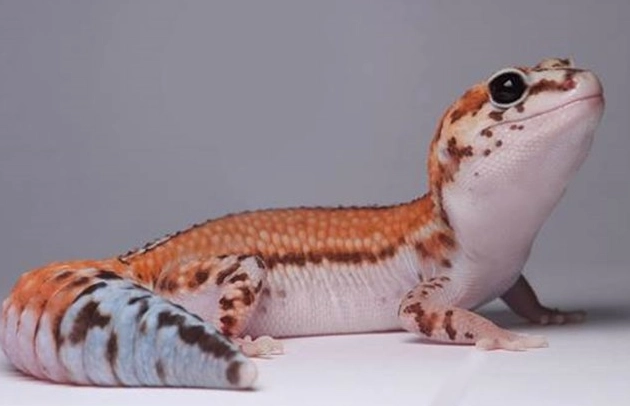 肥尾守宮環境設置 肥尾守宮環境設置