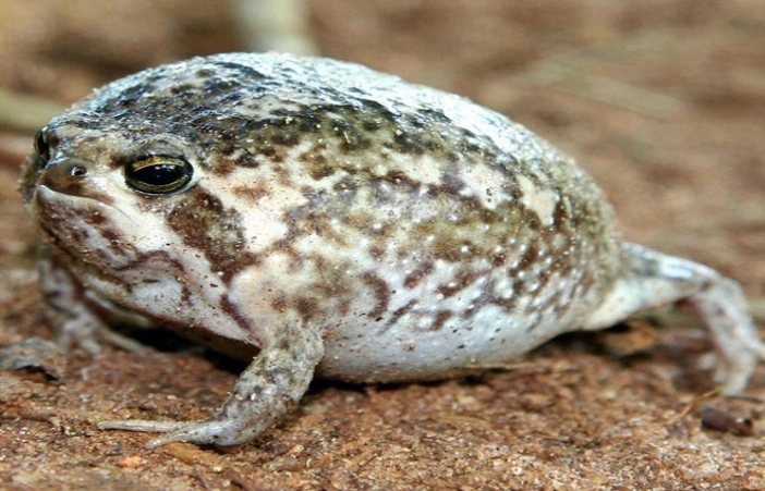 饅頭蛙 華山 1914