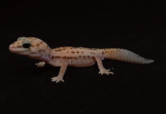 肥尾守宮環境設置 肥尾守宮環境設置