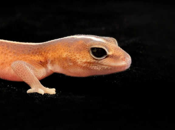 肥尾守宮飼養 肥尾守宮飼養