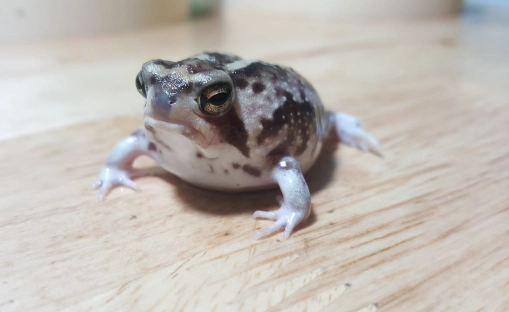 饅頭蛙 華山 1914