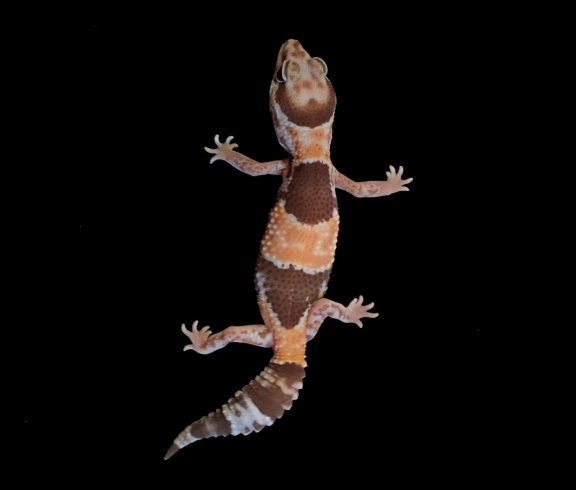 肥尾守宮環境設置 肥尾守宮環境設置