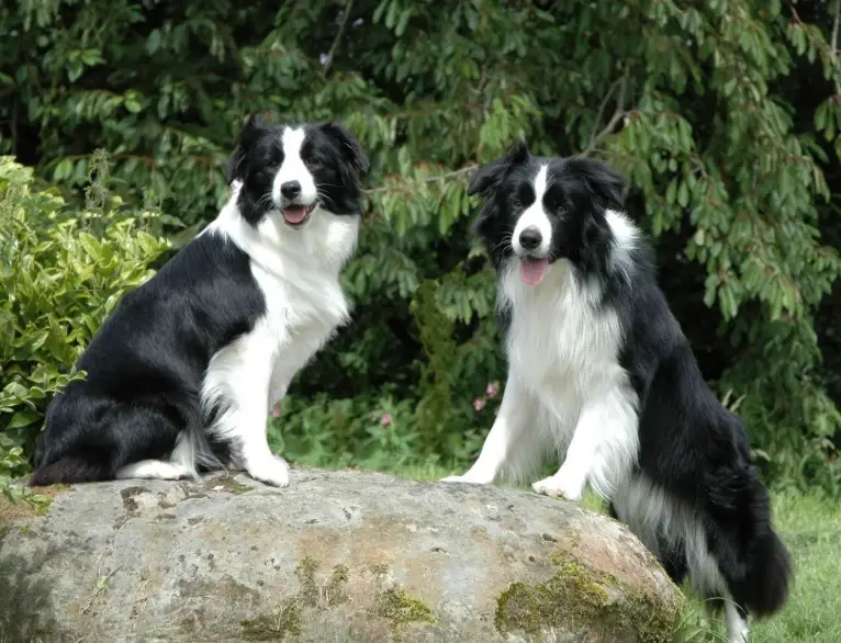 邊境牧羊犬智商