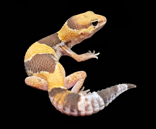 肥尾守宮飼養 肥尾守宮飼養