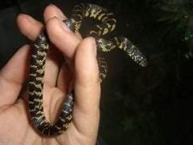 布魯克王蛇饲养