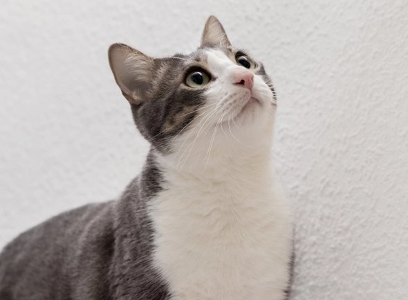 貓咪低鳴怎麼辦