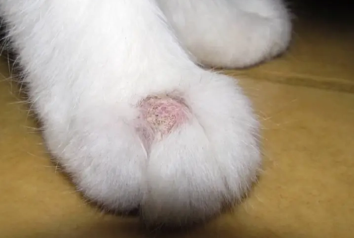 貓癬會自己好嗎