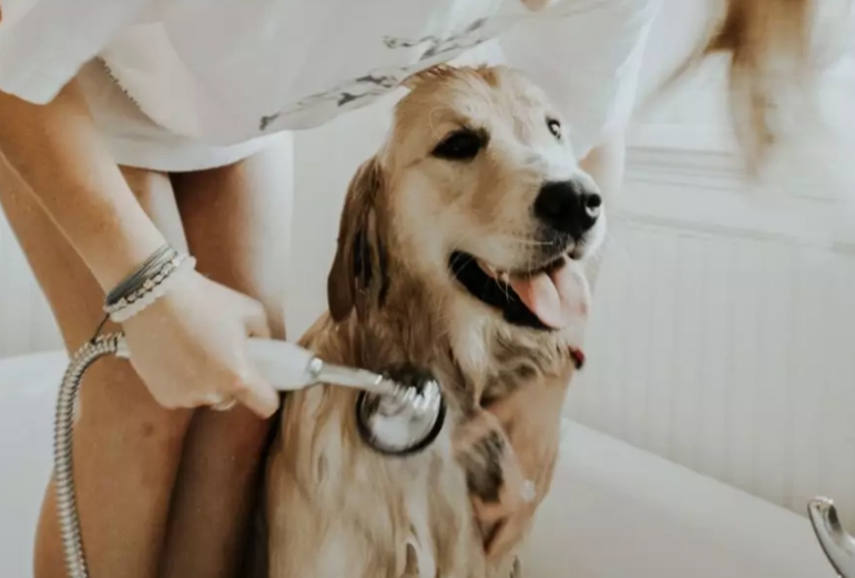 狗狗洗澡注意事項