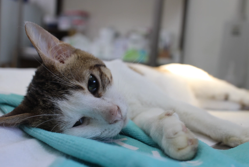 貓咪絕育黃金時機解析：手術時間、術前準備與術後照顧全指南