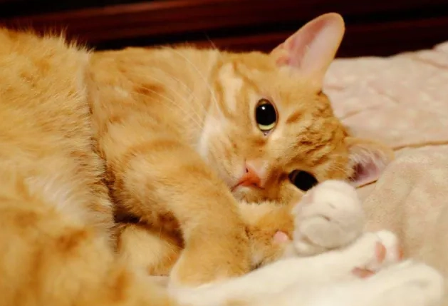 貓可以吃栗子嗎