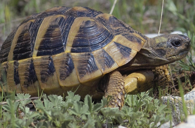 赫曼陸龜飼養方法