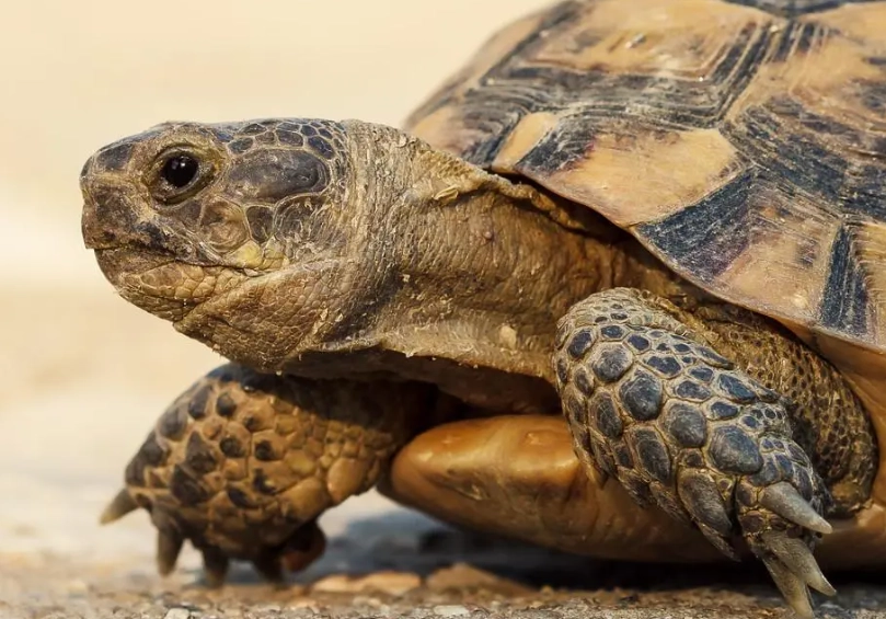 赫曼陸龜飼養箱設置